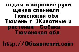 отдам в хорошие руки щенка спаниеля - Тюменская обл., Тюмень г. Животные и растения » Собаки   . Тюменская обл.